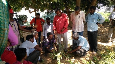 Technical persons demonstrating grafting techniques to the participants