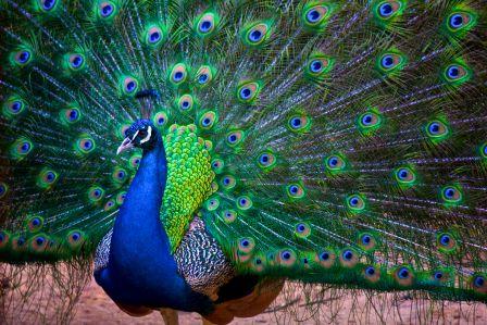 Peacock