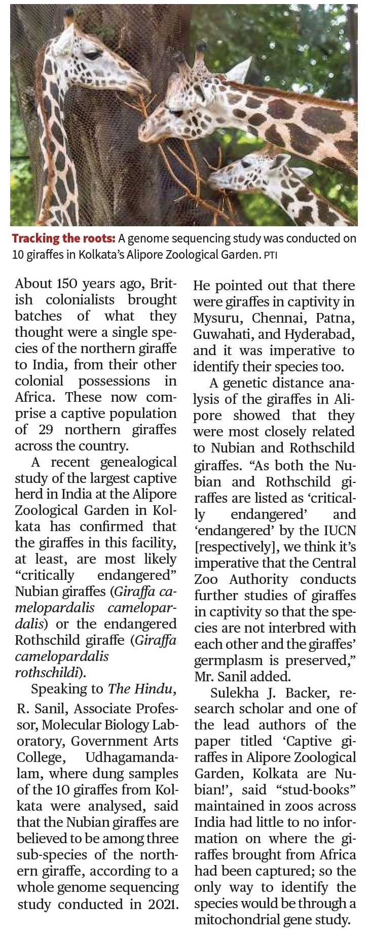 Giraffes brought to India by British may belong to endangered species