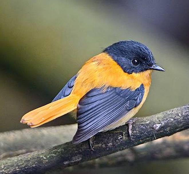 Nine more bird, biodiversity areas in Kerala