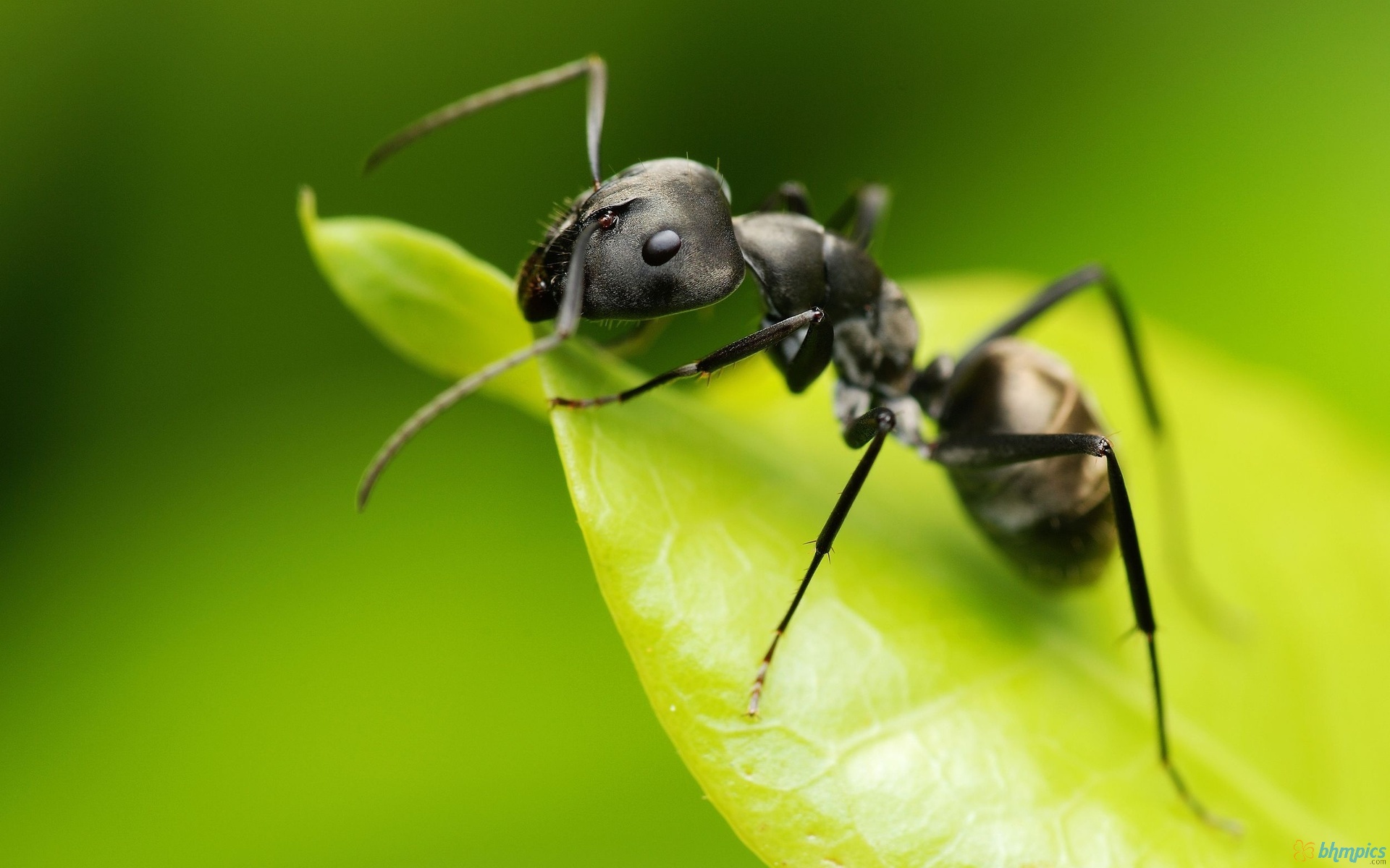 name monomorium minimum buckley common name little black ant ...